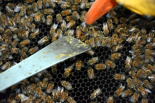 Initiation à l'apiculture